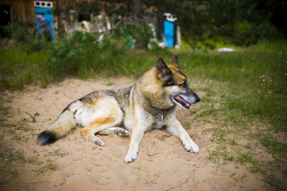 blog-1608244460portrait-adult-very-intelligent-dog-nature-mixed-shepherd-husky_79782-1652.jpg