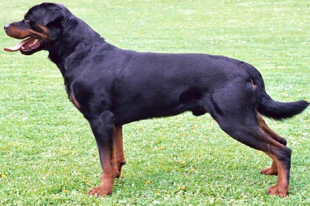 blog-1651346333Rottweiler_standing_facing_left.jpg