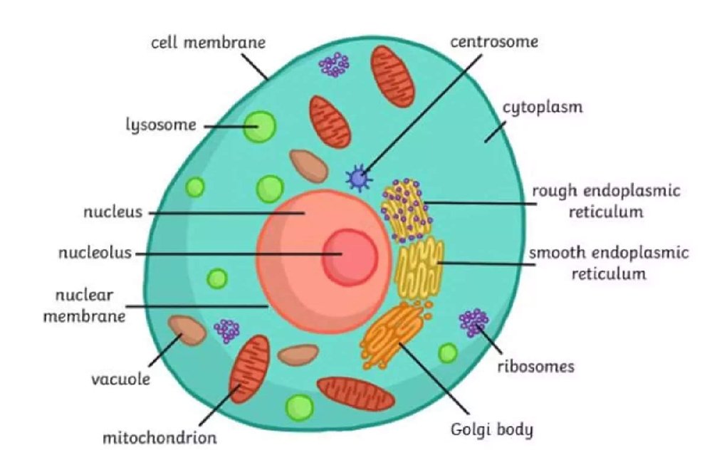 blog-1739800674human-body-cell-structure-diagram-scientists-are-trying-to-map-human-body-at-individual-cells-to-locate-disease-find-reason.jpg